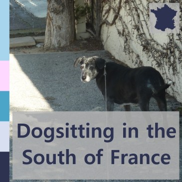 Dogsitting in the South of France | iamapolarbear.com