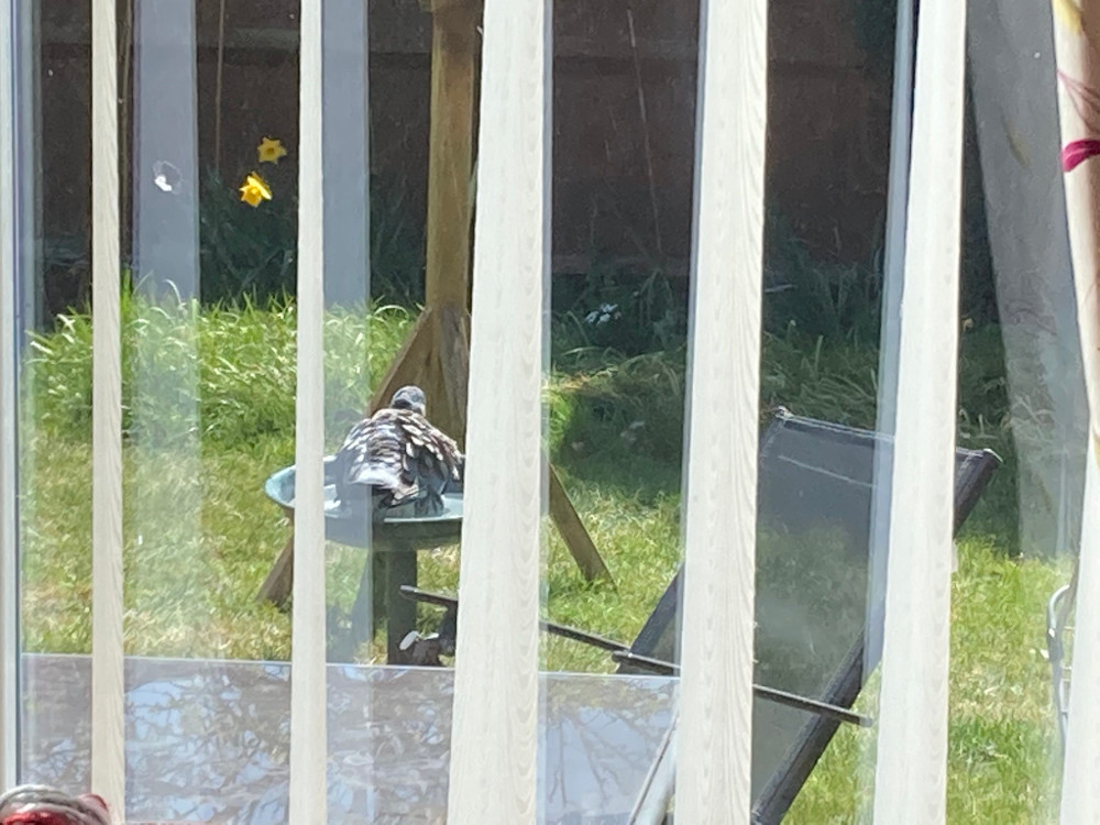 A wood pigeon splashing in the bird bath as seen from behind vertical blinds
