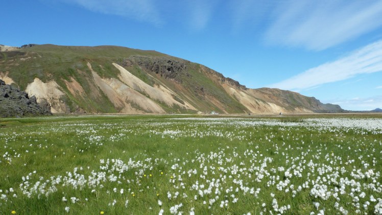An orange streaky mountain with grass on its top and making its way down the side. The photo is taken from low down, right in among the daisies growing in the lush grass around the mountain. Above, the sky is very blue with all the streaky clouds seeming to radiate out from the mountain.