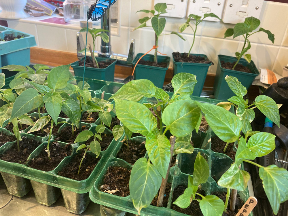 Young peppers & chillis inside