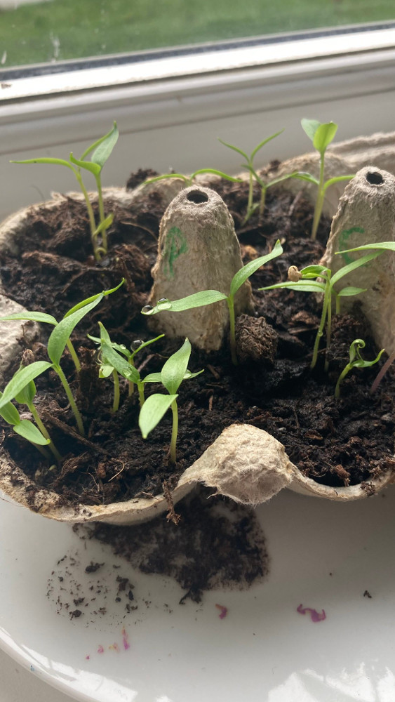 This year's peppers ready for repotting