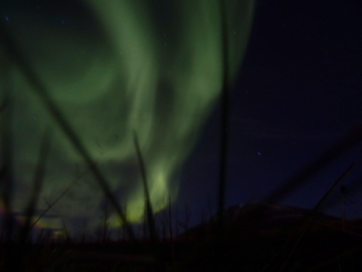 The Northern Lights swooping over a field. The lights are green swirls and the fields are some tall blades of grass positioned right in front of the camera, which I put down in the field and apparently didn't check I had a clear view.