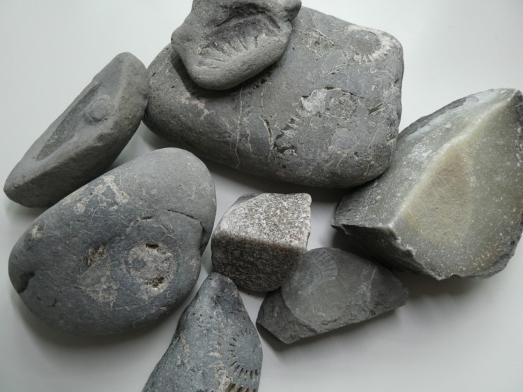 My rock haul - a collection of smallish bits of grey limestone containing fossils and quartz.