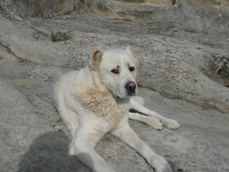 A largish yellow-white dog lying on the rock at Uplistsikhe. Not the one that followed us, who was much smaller but a similar colour.