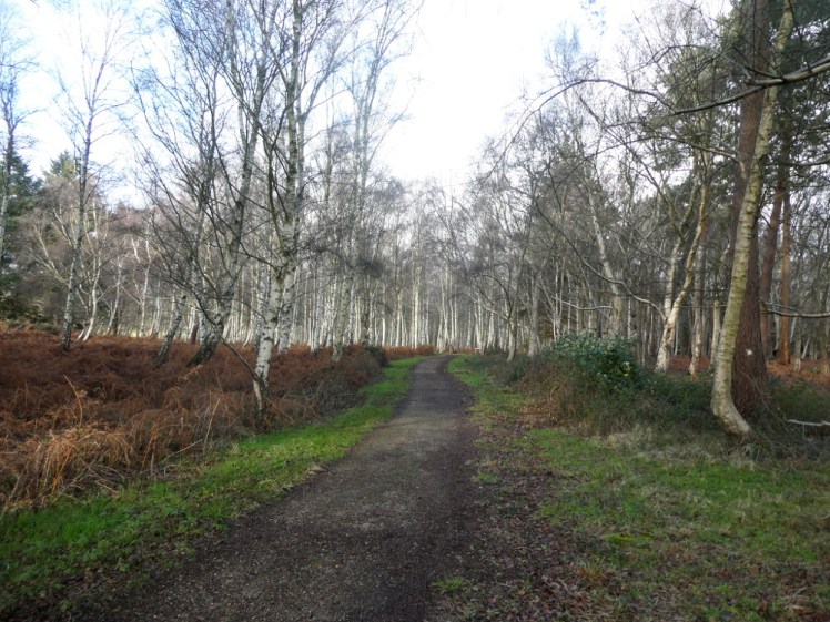We walked back through the woods. It's all a bit grey and overcast. The trees in the background are birch, the foreground is a path surrounded by orange brush.