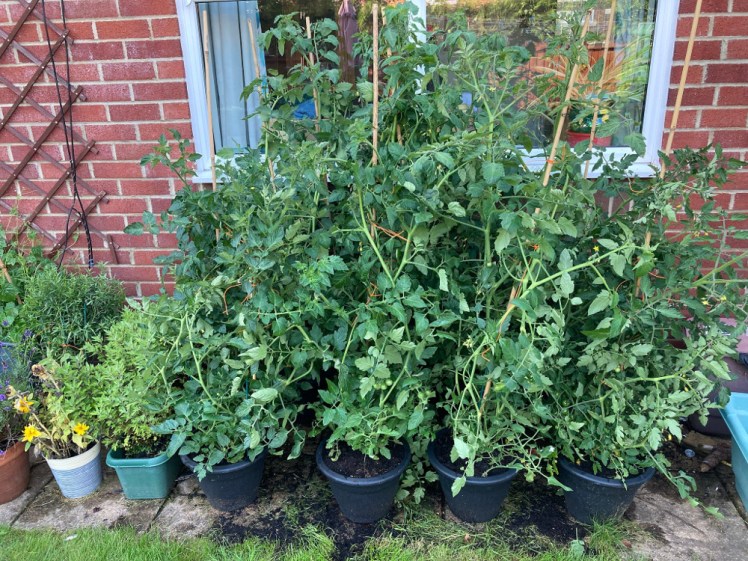 Eight tomato plants in front of window. They're four or five feet tall and so bushy that it looks like a miniature jungle. This is shortly before I pruned them and accidentally killed them.