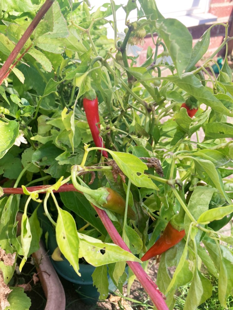 A dense forest of chilli plants, plus several long thin bright red chillis hanging from it. A few are still ripening.