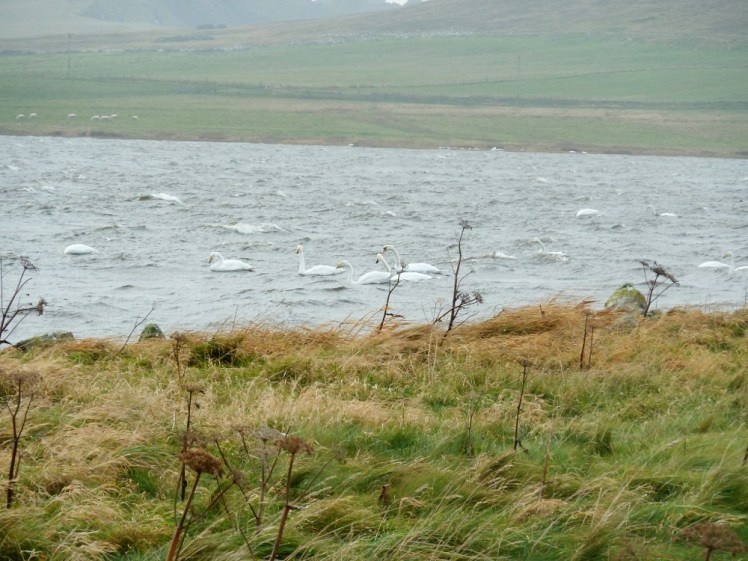Swans on Loch Spiggie