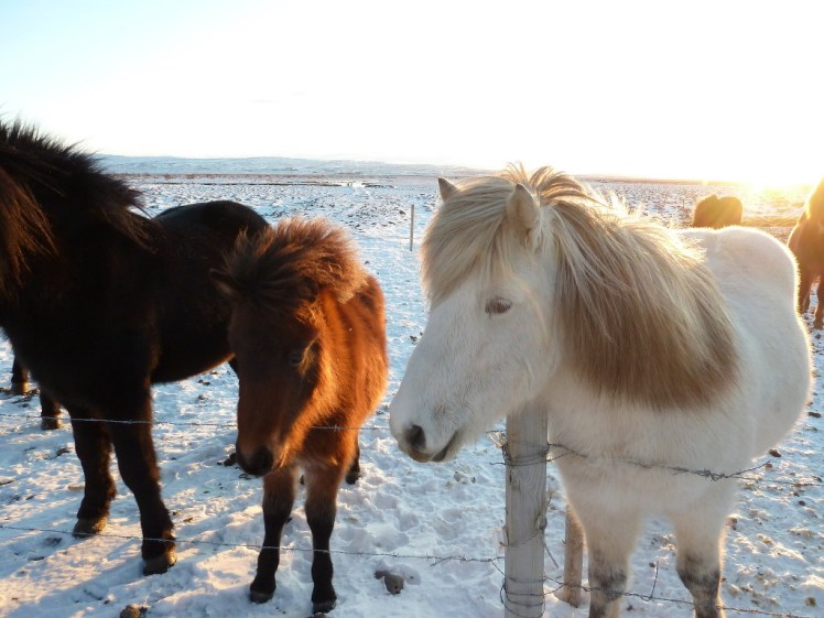 Icelandic horses in the snow. The sun is low and