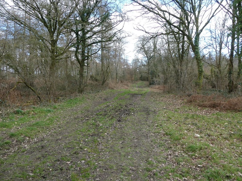 Piddles Wood in March