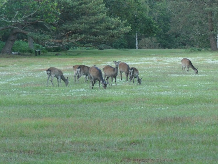 Deer on the Horse Field
