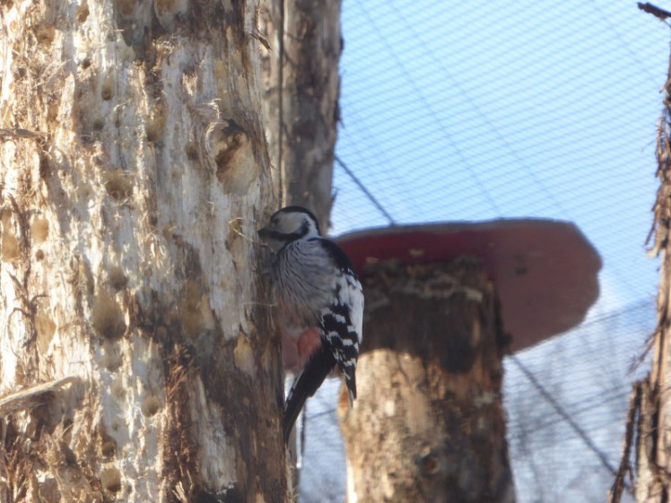 Woodpecker at Skansen