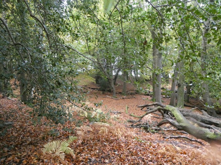 A leaf-filled hollow in the woods