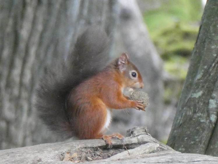 Another red squirrel sitting up eating a large nut