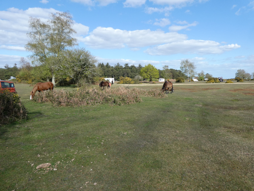 Several horses grazing on one of the more open parts of the campsite, minding their own business.