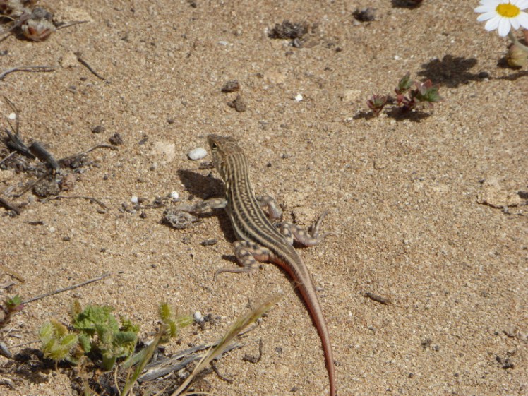 Snake-eyed lizard