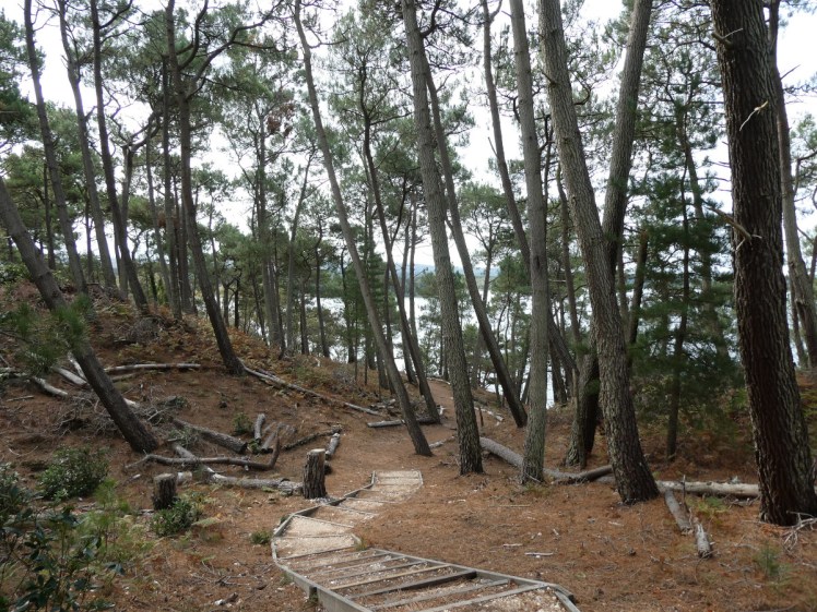 The steps up from the beach into the pine forest
