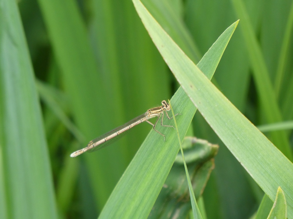 White-legged damselfly