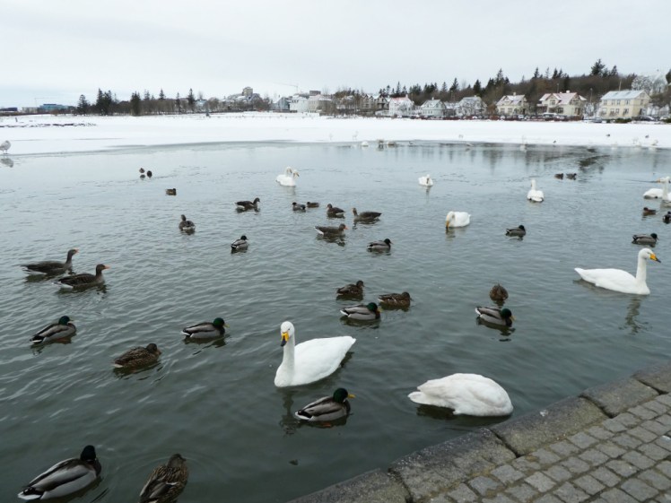 Swans, various ducks and some geese swimming in a patch of relatively warm water on the edge of an otherwise frozen lake.