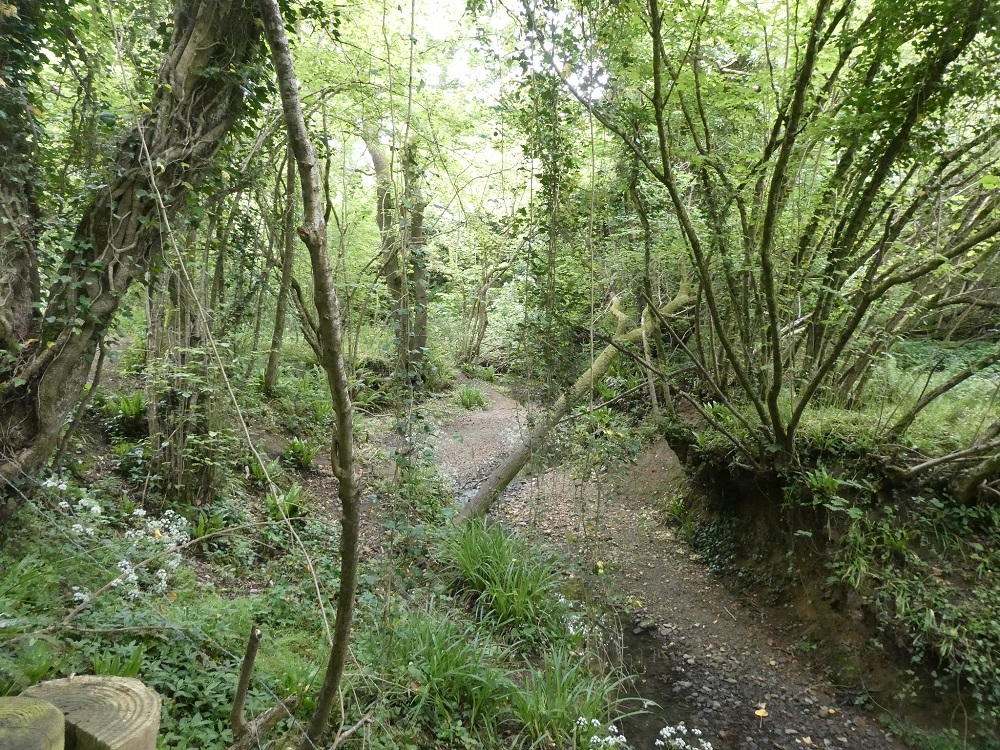In the woods near Glue Hill