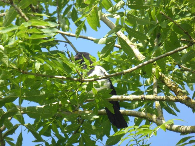 A noisy magpie in a tree