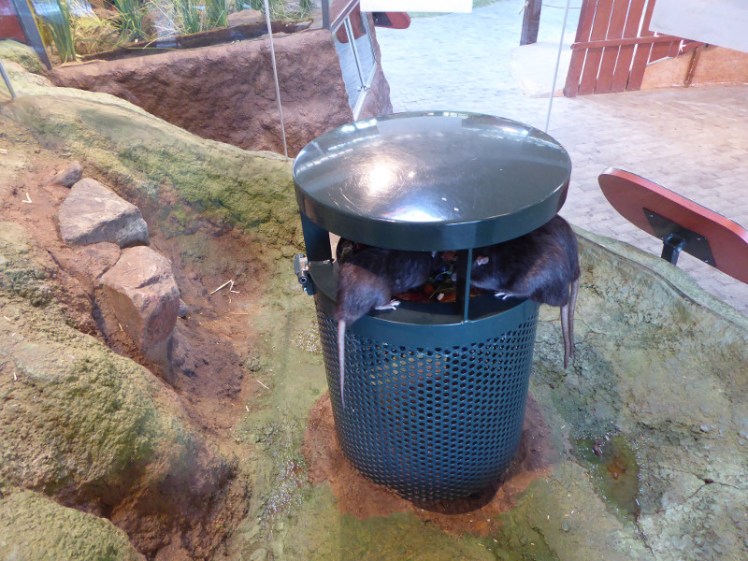 Rats at Skansen