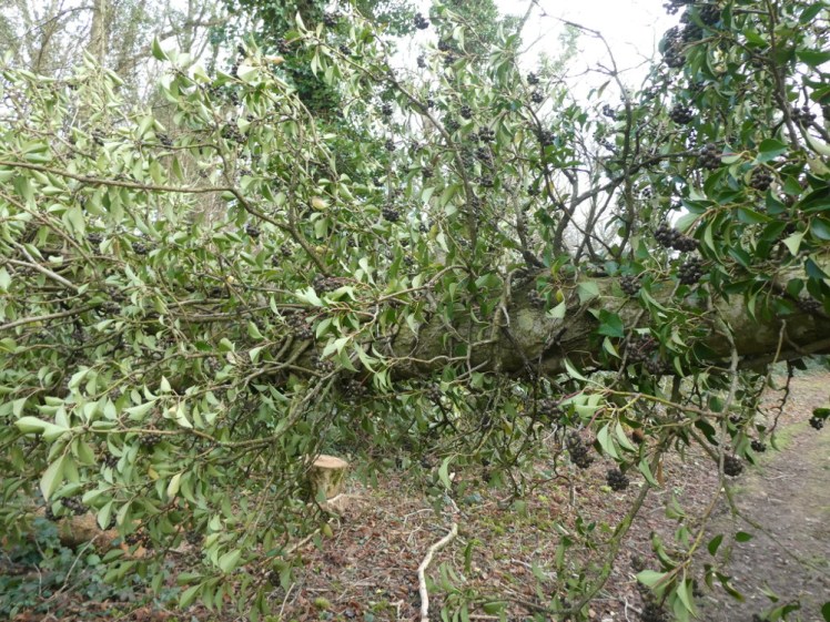 The fallen tree with the unidentified parasite wrapped around it