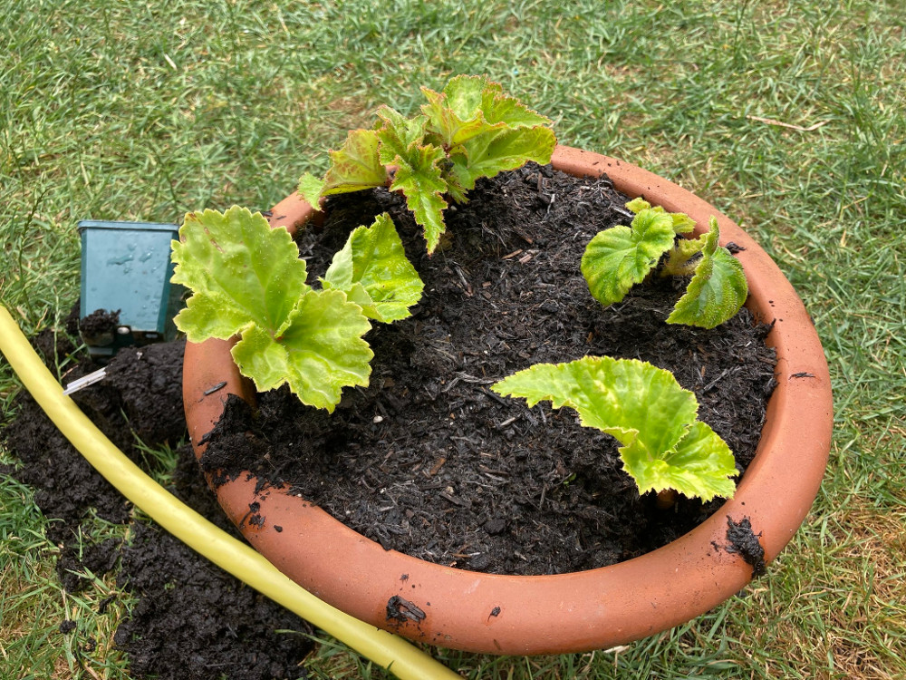 The three begonias freshly transplated into a terracotta pot, one in each quarter.