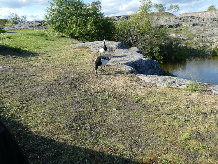 A pair of black and white geese pecking around the sparse grass next to a pond, most likely a flooded ex-quarry.