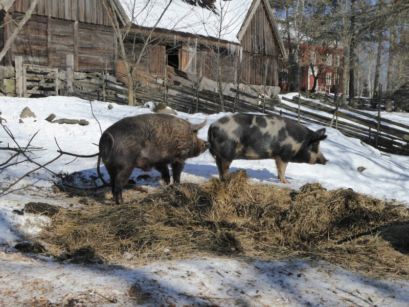 Big spotty pigs at Skansen