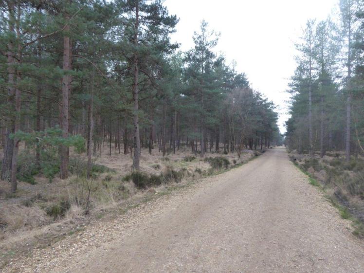 A straight flat wide gravel path through managed pine forest.