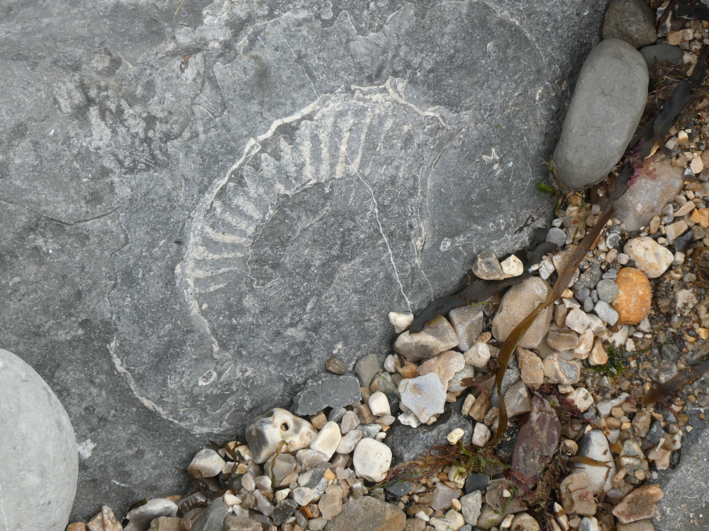A white ammonite fossil outline in a large boulder on the seashore.