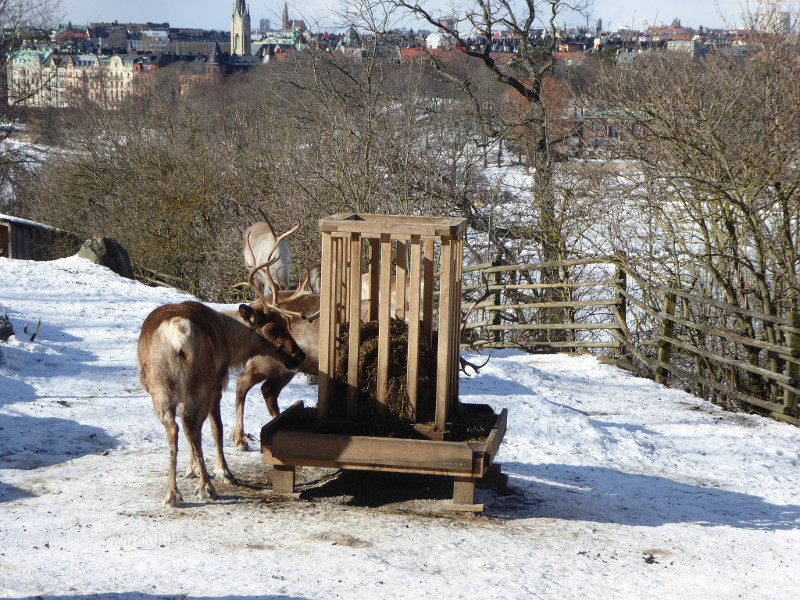 Reindeer with Stockholm at Skansen