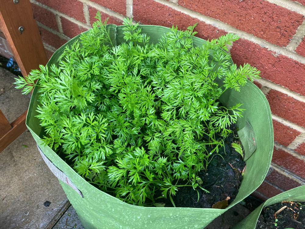 Overcrowded carrots in a patio planter