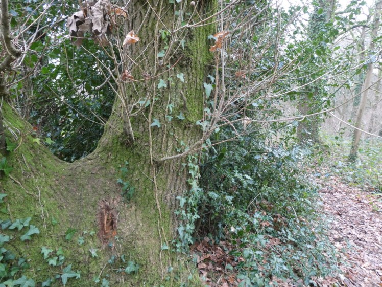 A nice solid forked tree