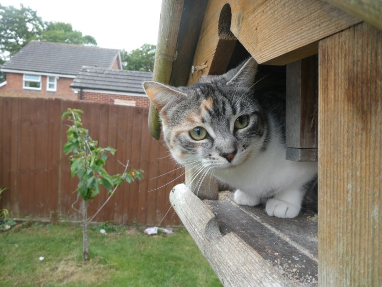 Cat perched on the bird table
