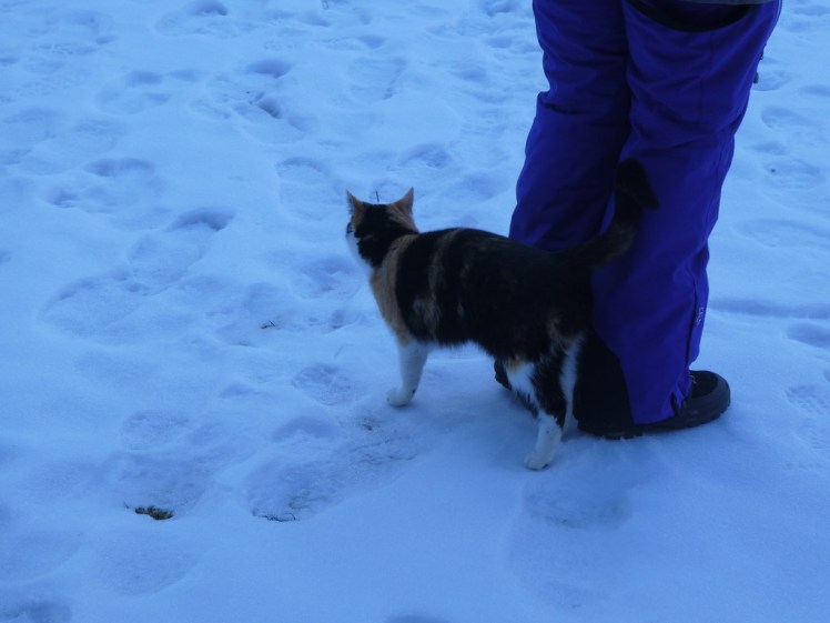Calico cat in the snow