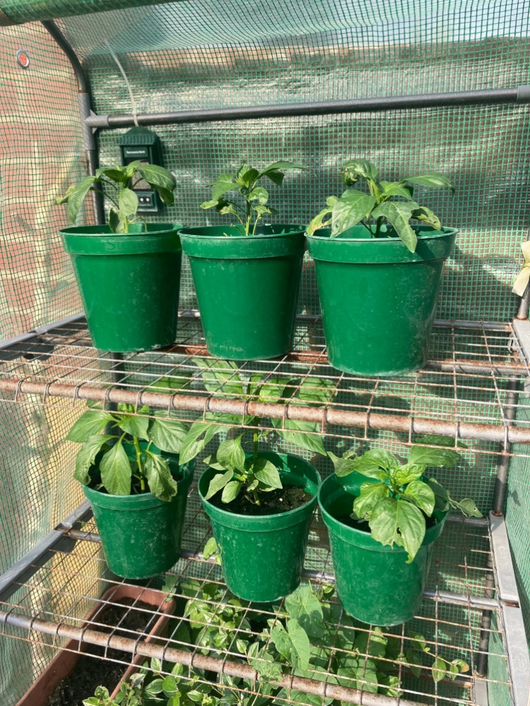 6 chilli plants in six green pots on two shelves of a small plastic greenhouse.