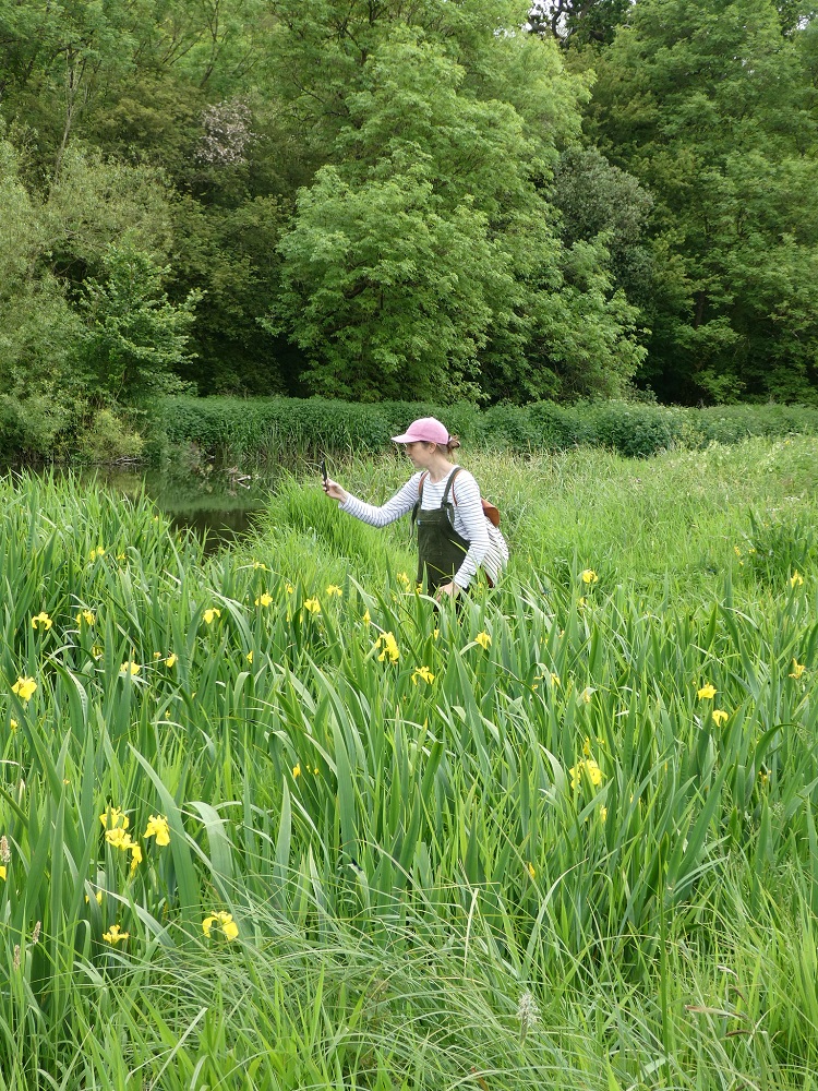 Catherine in the irises