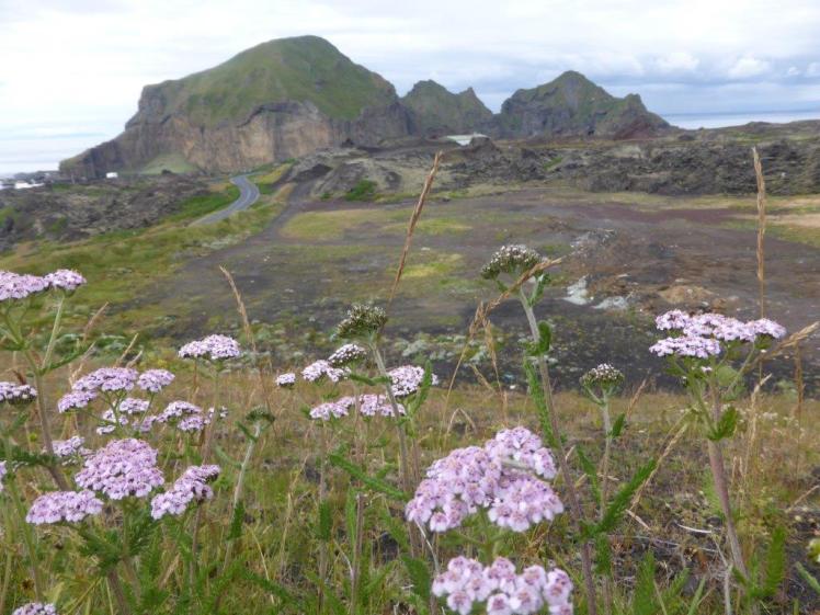 Little purple flowers growing on the lower slopes of Eldfell, with the lava field and harbour in the background