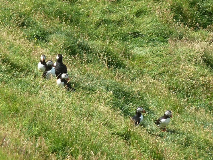 A gaggle of puffins wandering around in the grass on top of a cliff.