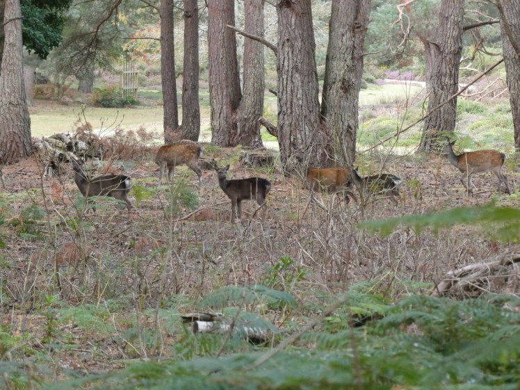 Herd of sika deer among the trees, some of them looking curiously at me