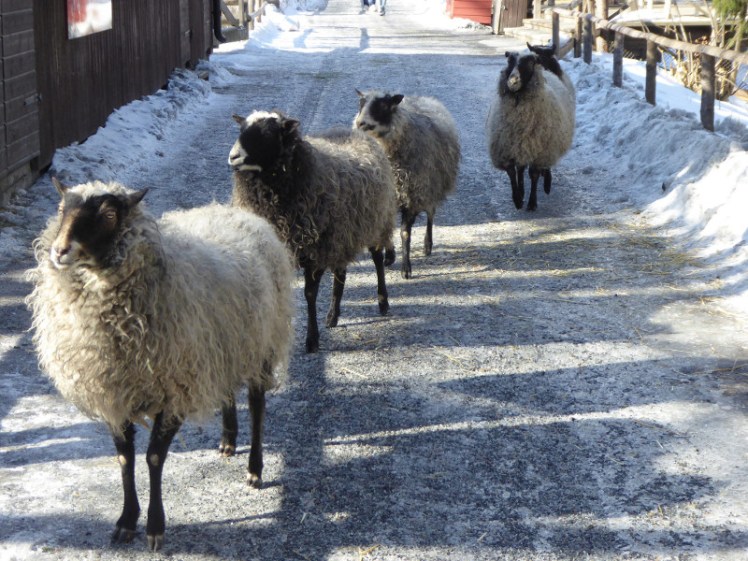 Sheep wandering around Skansen