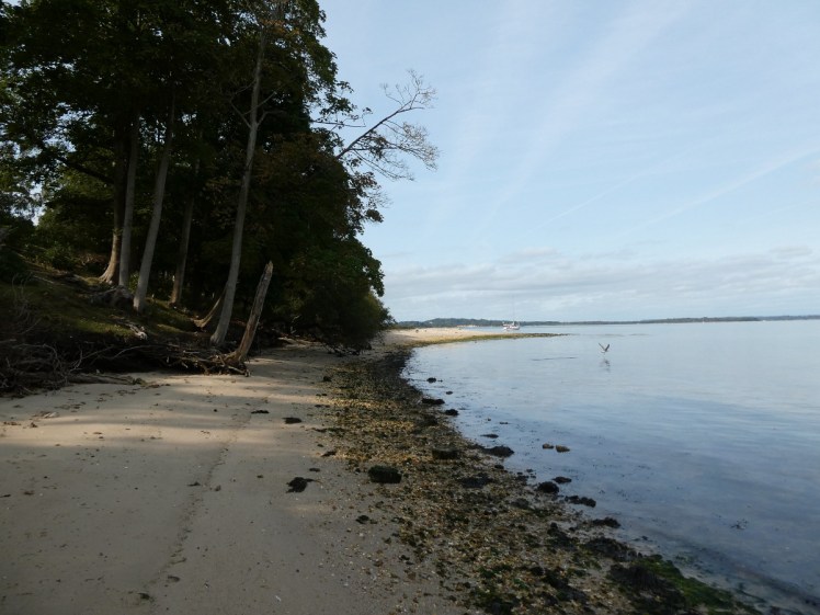 Walking along Brownsea's west shore, where the pine woods meet the narrow sandy beach