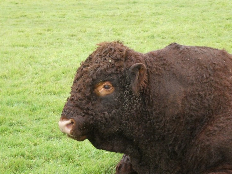 A large curly-coated reddish-brown bull so chunky it looks like a buffalo