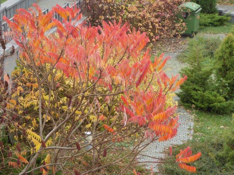 Autumn leaves under the Holodomor memorial