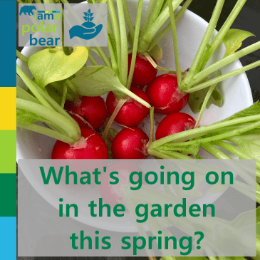 What's going on in the garden this spring? | iamapolarbear.com