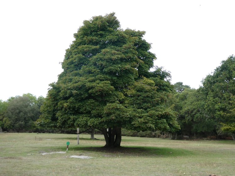 Sycamore tree on the Brownsea tree trail