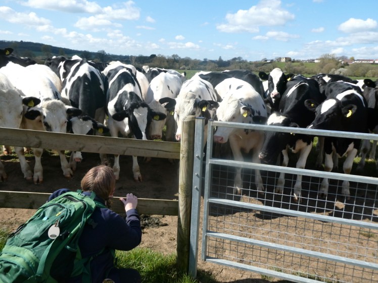 Me playing "look down look up" with the cows