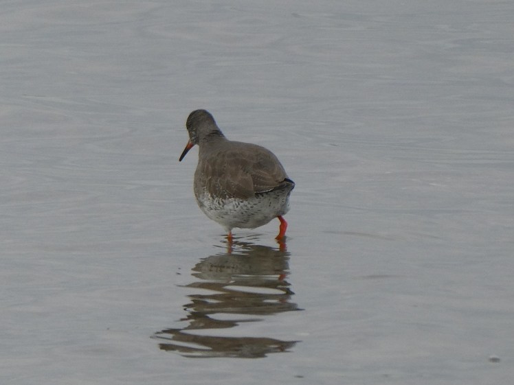 Redshank wading at Mudeford
